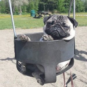 Meet your Posher, Armando